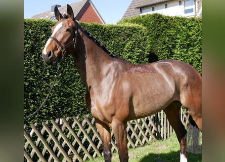 Mecklenburger Warmblut, Stute, 5 Jahre, 172 cm