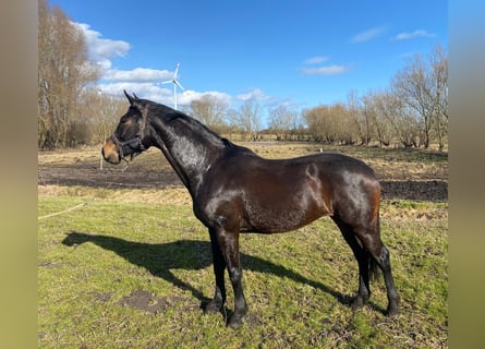 Mecklenburger Warmblut, Stute, 6 Jahre, 168 cm, Schwarzbrauner