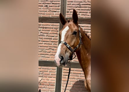Mecklenburger Warmblut, Stute, 6 Jahre, 170 cm, Fuchs