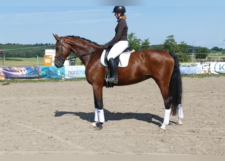 Mecklenburger Warmblut, Stute, 6 Jahre, 177 cm, Brauner