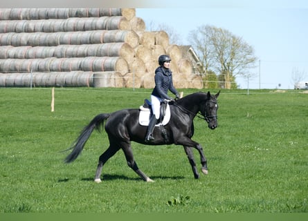 Mecklenburger Warmblut, Stute, 7 Jahre, 168 cm, Rappe