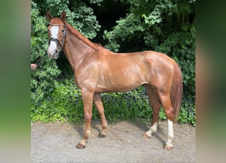 Mecklenburger Warmblut, Stute, 8 Jahre, 165 cm, Fuchs