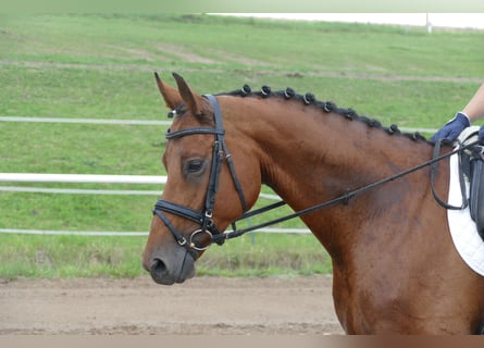 Mecklenburger Warmblut, Stute, 8 Jahre, 167 cm, Brauner