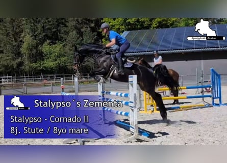 Mecklenburger Warmblut, Stute, 8 Jahre, 168 cm, Dunkelbrauner