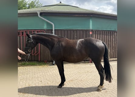 Mecklenburger Warmblut, Stute, 8 Jahre, 168 cm, Rappe