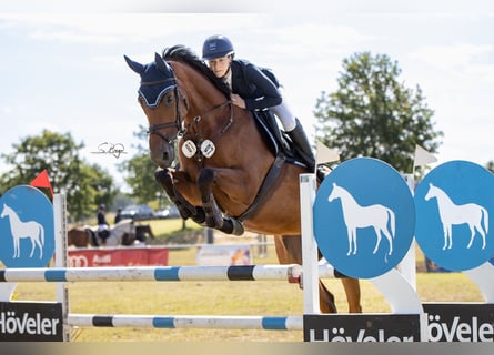 Mecklenburger Warmblut, Stute, 8 Jahre, 169 cm, Brauner