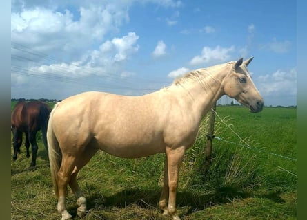 Mecklenburger Warmblut, Stute, 9 Jahre, 165 cm, Palomino