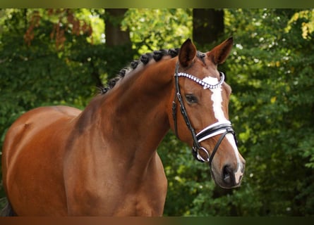 Mecklenburger Warmblut, Stute, 9 Jahre, 166 cm, Dunkelbrauner