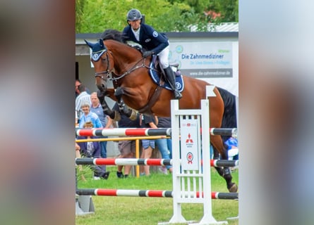 Mecklenburger Warmblut, Stute, 9 Jahre, 172 cm, Brauner