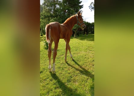 Mecklenburger Warmblut, Stute, Fohlen (06/2025), 170 cm, Dunkelfuchs
