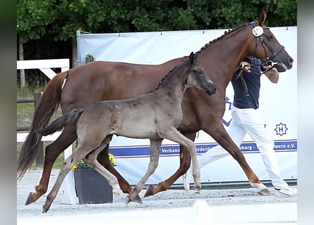 Mecklenburger Warmblut, Stute, Fohlen (05/2025), 170 cm, Rappe
