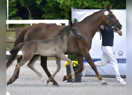 Mecklenburger Warmblut, Stute, Fohlen (05/2025), 170 cm, Rappe