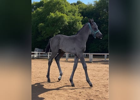 Mecklenburger Warmblut, Stute, , 170 cm, Rappe