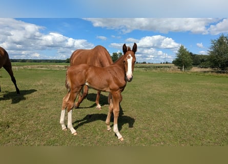Mecklenburger Warmblut, Stute, Fohlen (07/2025), Fuchs