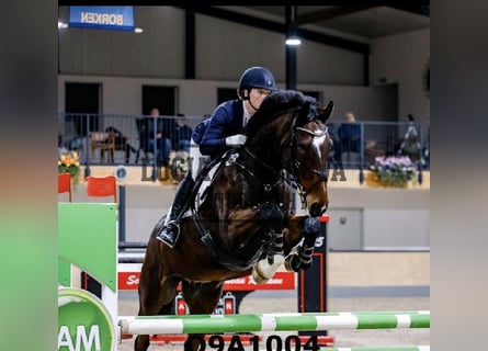 Mecklenburger Warmblut, Wallach, 10 Jahre, 170 cm, Dunkelbrauner