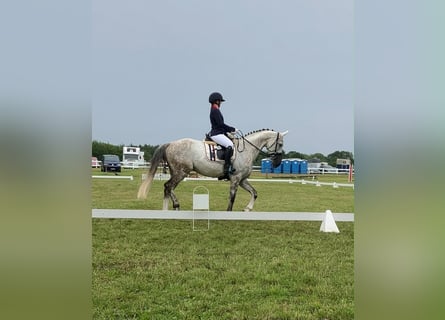 Mecklenburger Warmblut, Wallach, 14 Jahre, 165 cm, Schimmel