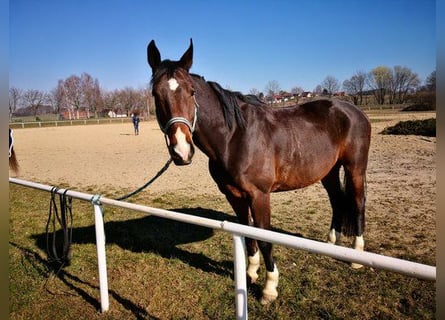 Mecklenburger Warmblut, Wallach, 14 Jahre, 169 cm, Dunkelbrauner