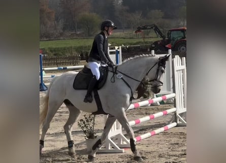 Mecklenburger Warmblut, Wallach, 16 Jahre, 178 cm, Schimmel