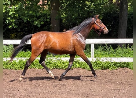 Mecklenburger Warmblut, Wallach, 2 Jahre, Brauner