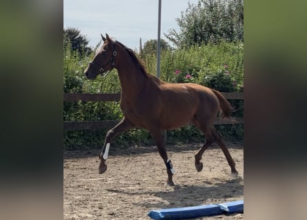 Mecklenburger Warmblut, Wallach, 3 Jahre, 165 cm, Dunkelfuchs