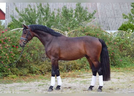 Mecklenburger Warmblut, Wallach, 4 Jahre, 163 cm, Brauner