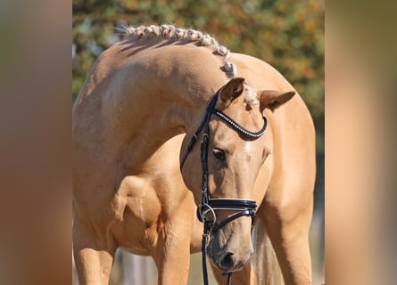 Mecklenburger Warmblut, Wallach, 4 Jahre, 164 cm, Palomino