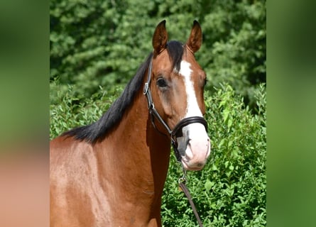 Mecklenburger Warmblut, Wallach, 4 Jahre, 170 cm, Brauner