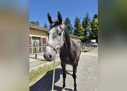 Mecklenburger Warmblut, Wallach, 4 Jahre, 170 cm, Schimmel