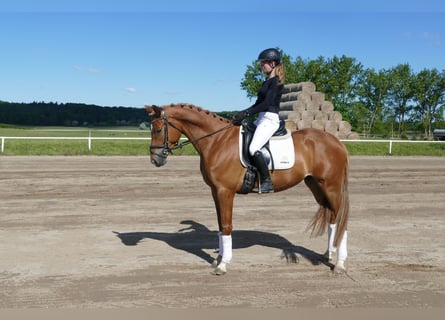 Mecklenburger Warmblut, Wallach, 4 Jahre, 171 cm, Fuchs