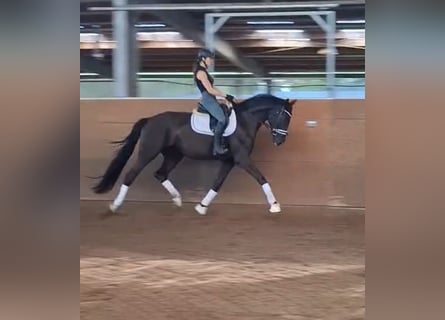 Mecklenburger Warmblut, Wallach, 4 Jahre, 172 cm, Rappe