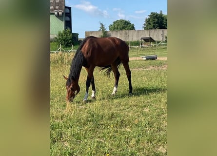 Mecklenburger Warmblut, Wallach, 4 Jahre, 173 cm, Brauner