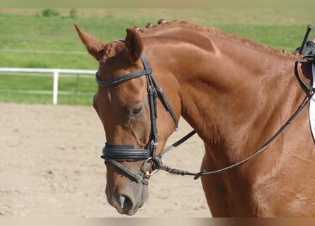 Mecklenburger Warmblut, Wallach, 4 Jahre, 173 cm, Fuchs