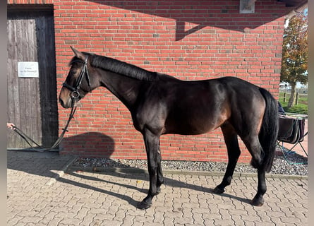 Mecklenburger Warmblut, Wallach, 5 Jahre, 168 cm, Dunkelbrauner