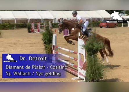 Mecklenburger Warmblut, Wallach, 5 Jahre, 168 cm, Fuchs