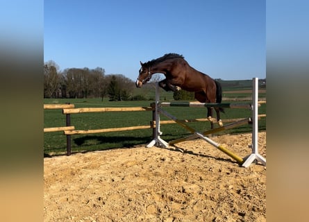 Mecklenburger Warmblut, Wallach, 5 Jahre, 170 cm, Dunkelbrauner