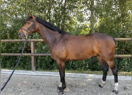 Mecklenburger Warmblut, Wallach, 6 Jahre, 160 cm, Brauner