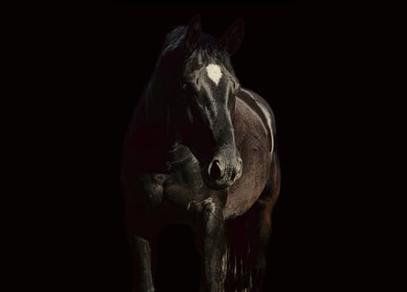Mecklenburger Warmblut, Wallach, 6 Jahre, 166 cm, Dunkelbrauner