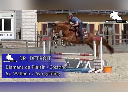 Mecklenburger Warmblut, Wallach, 6 Jahre, 168 cm, Fuchs