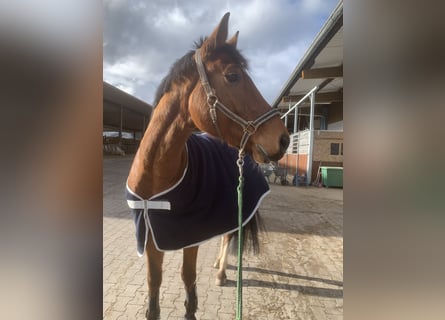 Mecklenburger Warmblut, Wallach, 6 Jahre, 170 cm