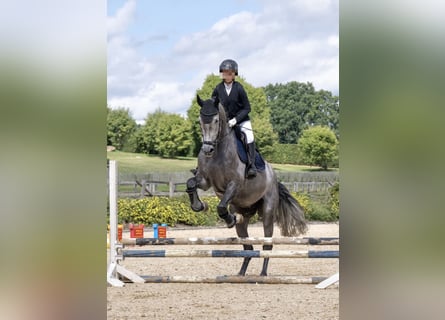 Mecklenburger Warmblut, Wallach, 6 Jahre, 175 cm, Schimmel