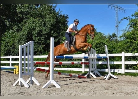 Mecklenburger Warmblut, Wallach, 6 Jahre
