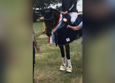 Mecklenburger Warmblut, Wallach, 7 Jahre, 168 cm, Brauner