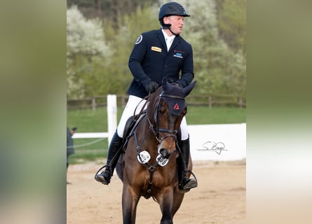 Mecklenburger Warmblut, Wallach, 8 Jahre, 168 cm, Dunkelbrauner