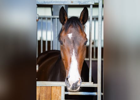 Mecklenburger Warmblut, Wallach, 8 Jahre, 170 cm, Dunkelbrauner