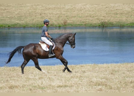Mecklenburger Warmblut, Wallach, 8 Jahre