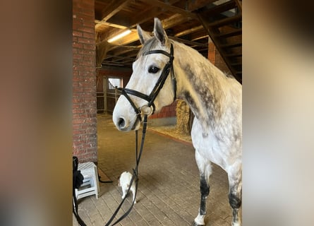 Mecklenburger Warmblut, Wallach, 9 Jahre, 179 cm, Schimmel