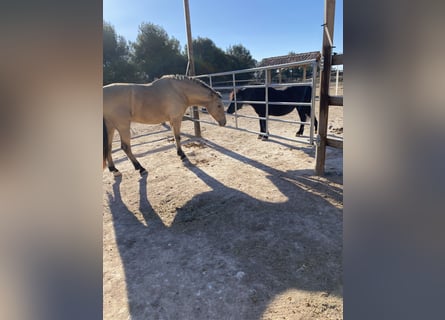 Media sangre arabe Mestizo, Caballo castrado, 12 años, 156 cm, Bayo