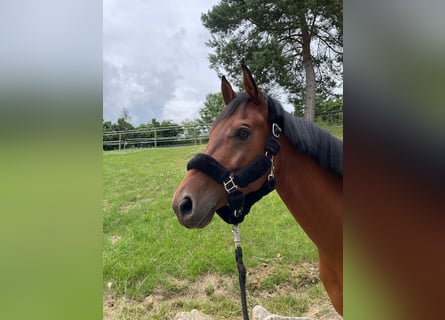 Media sangre arabe, Caballo castrado, 7 años, 156 cm, Castaño