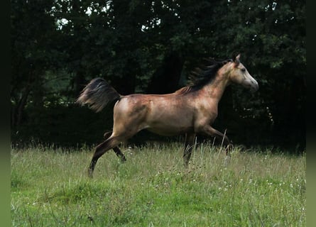 Media sangre arabe, Yegua, 1 año, 153 cm, Buckskin/Bayo