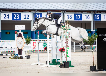 Media sangre polaco, Caballo castrado, 12 años, 164 cm, Tordo